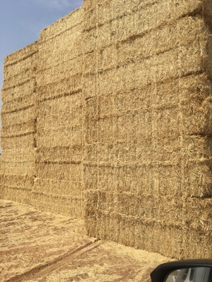 Wheat Header Tailings Sraw