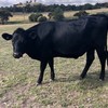 Good fatten opportunity - Angus Friesian Cross
