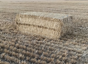 Barley Straw 8x4x3 approx. 430kg bale (19/20 Season)