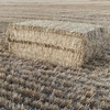 Barley Straw 8x4x3 approx. 430kg bale (19/20 Season)