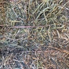 500mt New Season Vetch Hay 650kg 8x4x3 Bales