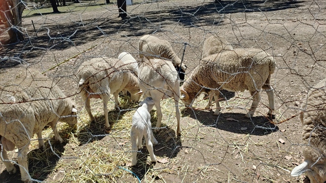 Merino/Dorper Sheep x 4