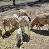 Merino/Dorper Sheep x 4