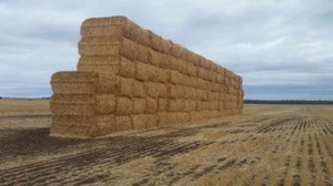 Under Auction - Header Trailed Oaten Straw 100 - 8x4x3 bales 550kg + - Sold By The Ton -