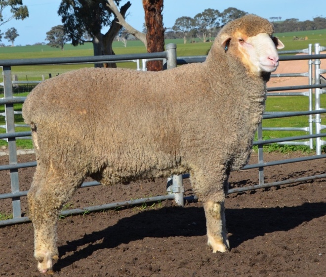 2019 Drop Poll Merino Rams Kerrilyn Merino Stud 