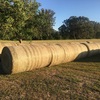 New season rye grass large round bales