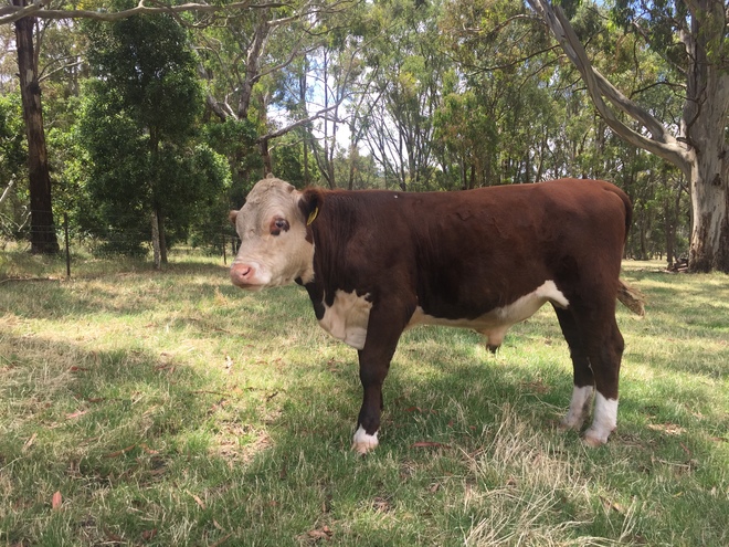 1 Poll Hereford rising 2 yr old Stag 