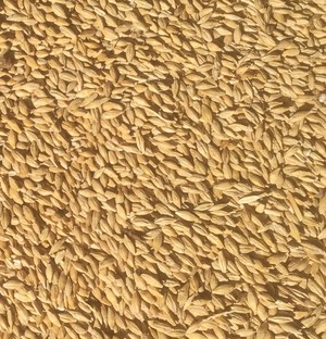 Clean ready to sow barley