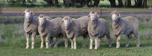 50 x Quality Merino Poll Rams