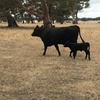 Three Angus cows with calves at foot