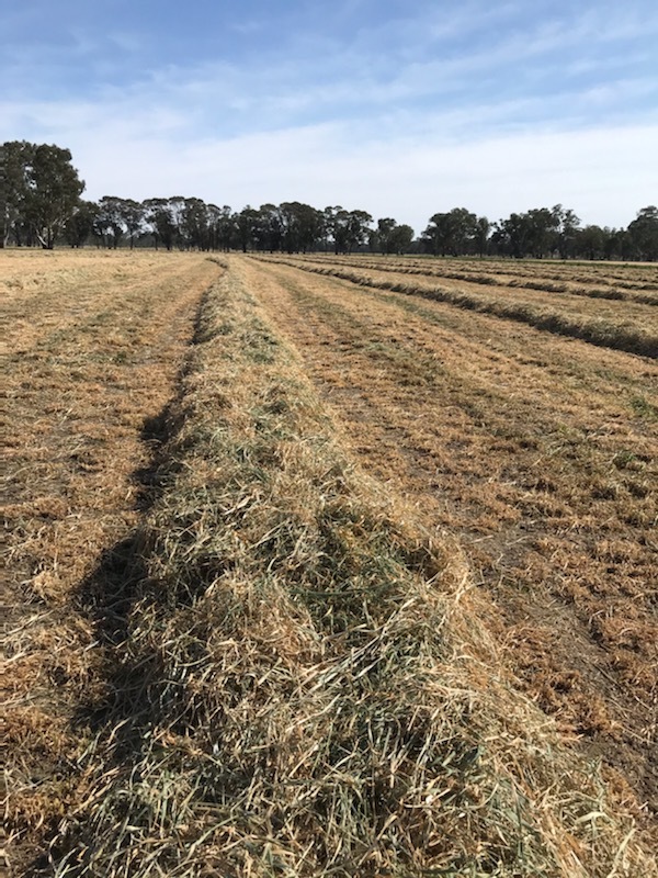 Hay For Sale - no rain damage