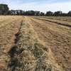 Hay For Sale - no rain damage