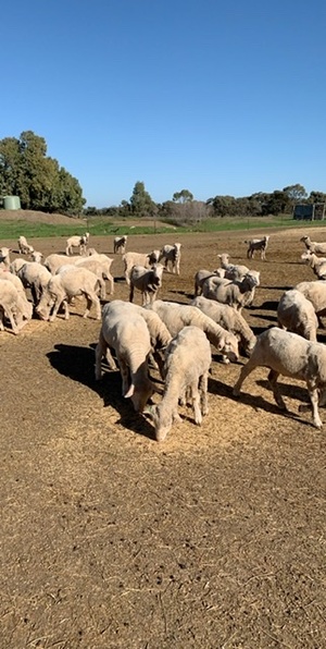 Merino Weathers 200 head