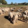 Merino Weathers 200 head