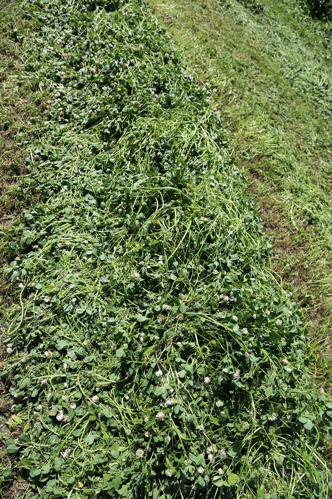 Clover Hay 5x4 Bales