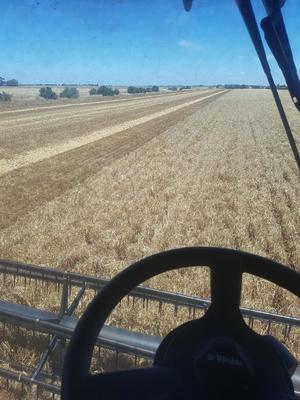 100mt Barley Straw 600kg 8x4x3 Bales