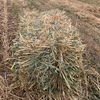 Oaten Hay 420kg 5x4 Rounds & Small Squares