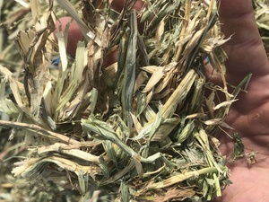 Oaten Hay in 8x4x3 Shedded