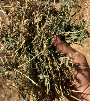 80 Lucerne Round Bales For Sale