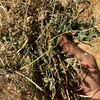 80 Lucerne Round Bales For Sale