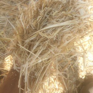 1000mt Barley Straw 