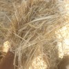 1000mt Barley Straw 