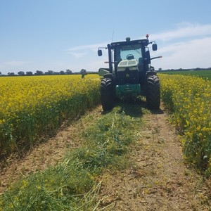 Canola Silage 4x4 Rolls