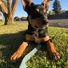 Kelpie Pup