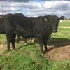 Registered Angus Bull For Sale