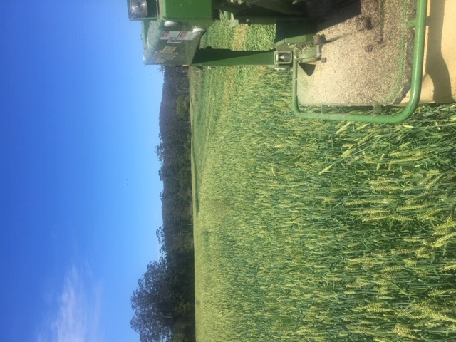 Barley Silage 4x4 Rounds New Season Hay Haylage excellent quality