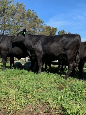 9 PTIC Santa x Friesian 2 yr old Heifers