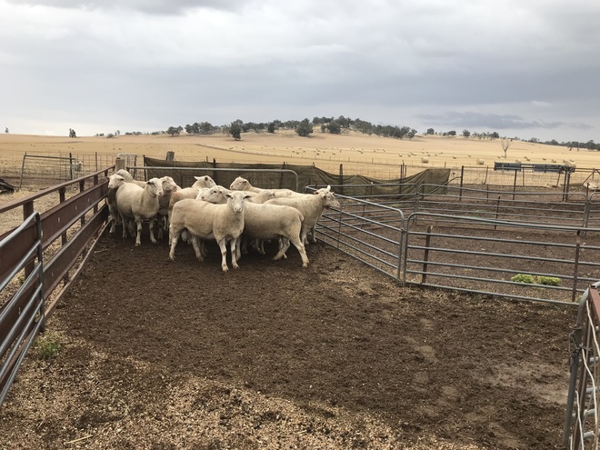 Wongabby White Suffolk Rams 