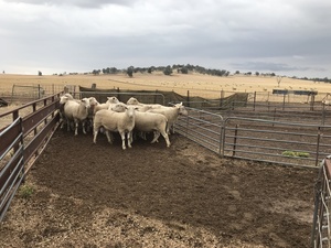 Wongabby White Suffolk Rams 