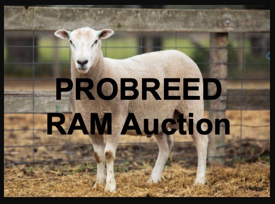 ON NOW - PROBREED highlander Ram Auction 10th of September 