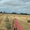 Oat Hay - Approximately 300 Rolls - SOLD BY THE ROLL