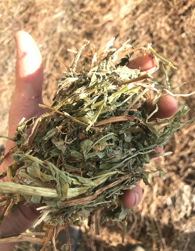 650mt Vetch Hay 650-700kg 8x4x3 Bales