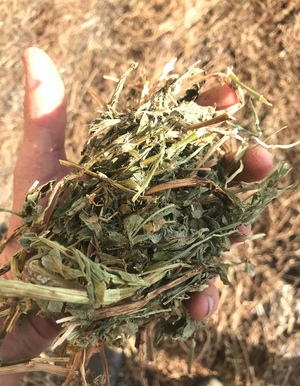 650mt Vetch Hay 650-700kg 8x4x3 Bales