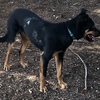 12 month old male Kelpie Pup