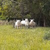 Border Leicester Ewe lambs 