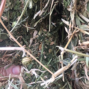 1 x B Double load of Clover & Oaten Hay For Sale