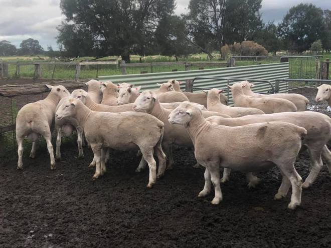 White Suffolk Flock Rams