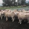 White Suffolk Flock Rams