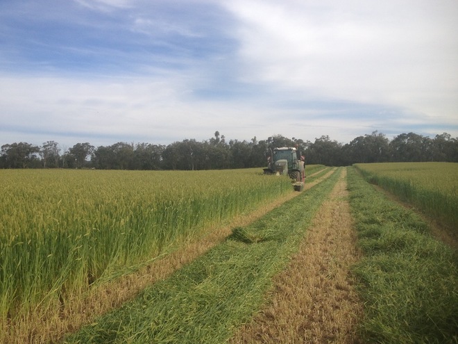 Sorry Sold Out for 2020. Awnless Barley Seed