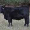16 Top Quality PTIC Heifers
