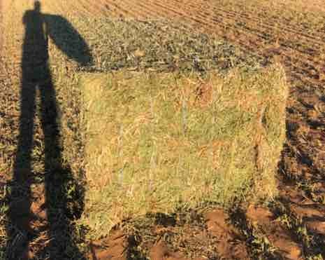 Vetch Hay 8x4x3 Bales 