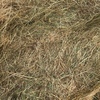 Pasture Hay 5x4 Rolls 