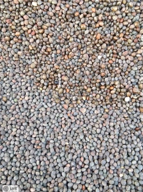  Vetch Seed West Wyalong 