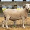 Under Auction - Lot 7 Highlander Ram 190689 (DLE Ram Auction A100 - 10th Sept via Auctionsplus) 
