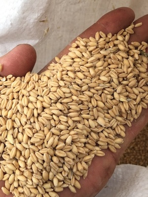 50/mt of SF1 Wheat ex Farm