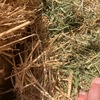 Lucerne Hay - 2nd Cut Irrigated